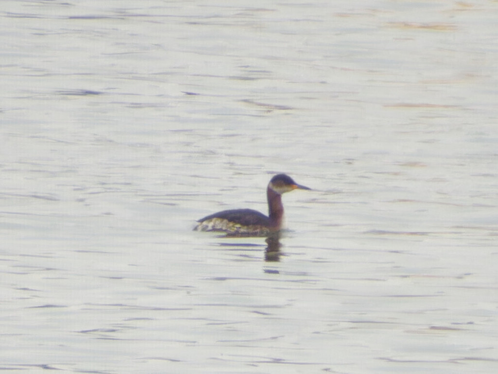 Red Necked Grebe